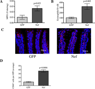 Hippocampal HIV-1 Nef expression induces intestinal inflammation.
