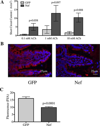 Nef expression in rat hippocampus increases intestinal ion transport and downregulates the tight junction protein occludin.