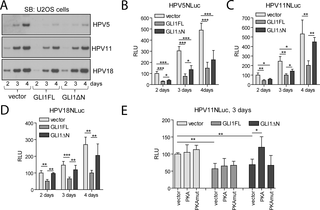 GLI1 isoforms inhibit the replication of the HPV5, HPV11 and HPV18 genomes.