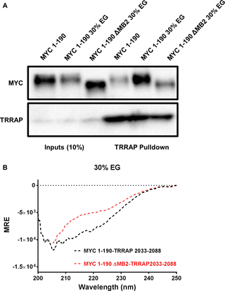 The effect of EG on MYC-TRRAP.