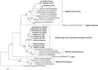 Phylogenetic analysis of <i>cox3</i> nucleotide sequences from Australian piroplasms and other piroplasms for which <i>cox3</i> sequences are available in GenBank.
