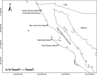 Location of sampling sites along the west coast of the Baja California Peninsula, Mexico, where fur sample were collected from Pacific harbor seal pups (n = 138) for stable isotope analysis.