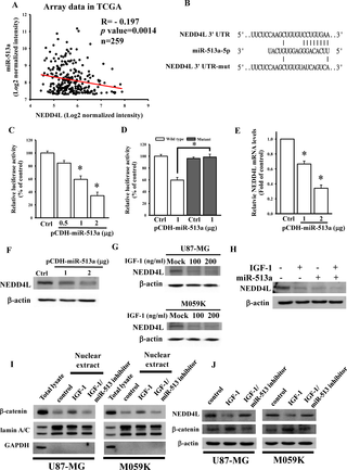 Insulin-like growth factor (IGF)-1 reduced NEDD4L expression through miR-513a-5p targeting.