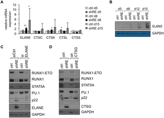 ELANE and CTSG contribute to cell lysis-induced protein degradation in RUNX1-ETO-depleted Kasumi-1 cells.
