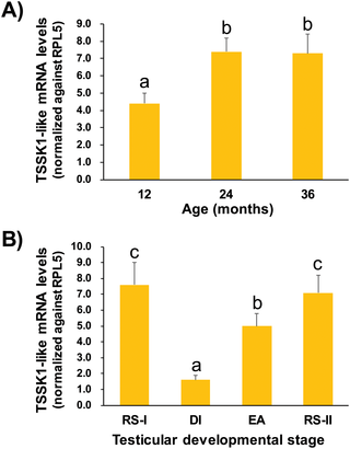 Testicular mRNA expression levels of TSSK1-like transcripts depending on male age and seasonal reproductive cycle.