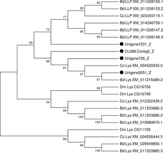 Neighbor-joining phylogenetic analysis of lysozymes and lysozyme-like proteins from the <i>P</i>. <i>utilis</i> fat body (●) and other insects.