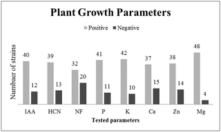 Major plant growth promoting parameters of isolated bacterial strains (n = 52).