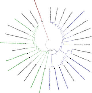 Phylogenetic tree constructed using 16S rRNA gene sequence analysis.