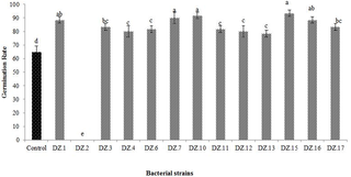 Effect of bacterial isolates on radish seed germination.