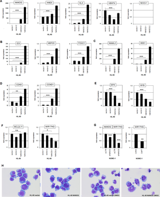 Functional analyses of NANOG in HL-60 cells.
