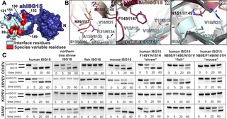 Molecular contributors to species-variable ISG15 interactions with nairovirus OTUs.