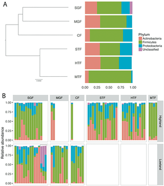 Relative abundance of bacterial phyla in the gut microbiota of Darwin’s finch species on Floreana Island.