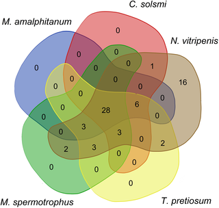 A Venn diagram showing <i>Nasonia vitripennis</i> venom components in other Chalcidoidea species: <i>M</i>. <i>spermotrophus</i>, <i>C</i>. <i>solmsi</i>, <i>T</i>. <i>pretiosum</i> and <i>M</i>. <i>amalphitanum</i>.