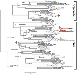 Maximum likelihood analysis of phylogenetic relationships between Piwi/Argonaute coding sequences.