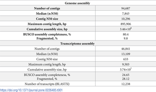 Final statistics of the genome and transcriptome assemblies of parasitoid wasp <i>Megaphragma amalphitanum</i>.