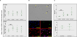 F-actin and CD63 co-localization associates with increased MPO release in SCD neutrophils.