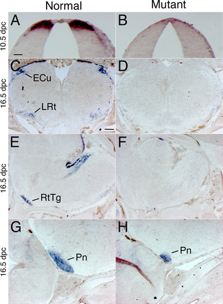 <i>Barhl1</i> in situ hybridization demonstrates that the dorsal-most neuroblast population was lost or drastically reduced throughout embryonic development.