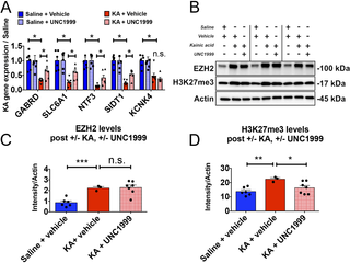UNC1999 treatment three days <i>in vivo</i> is sufficient cause functional changes in EZH2 target gene expression and H3K27me3 levels.
