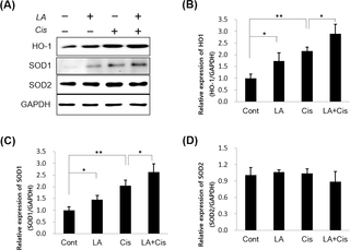 The effects of α-lipoic acid (LA) on intracellular antioxidant proteins in cisplatin-treated HEI-OC1 cells.