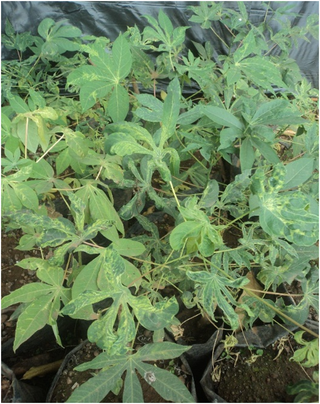 Cassava plants infected with cassava mosaic geminiviruses used as inoculum.