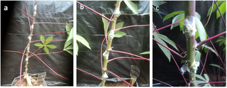 Cassava plants of BEN86052 inoculated by grafting.