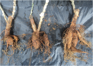 Cassava roots system, according to inoculum dose of inoculated plants of BEN86052, 3 months after inoculation.