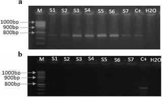 Electrophoresis gels showing CMD virus in inoculum source plants.
