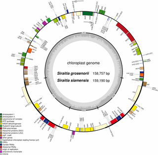 Circular Gene map of the complete chloroplast genomes of <i>S</i>. <i>grosvenorii</i> and <i>S</i>. <i>siamensis</i>.
