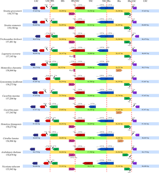 Comparison of border distance between adjacent genes and junctions of the LSC, SSC and IRs regions among twelve chloroplast genomes.