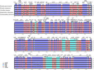 Structure comparison of five chloroplast genomes using mVISTA program.