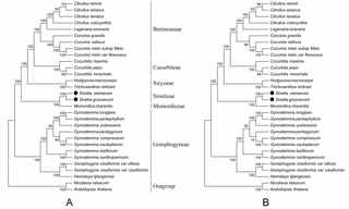 Molecular phylogenetic relationship of Siraitieae with 64 protein-coding genes of 26 cucurbitaceae species.