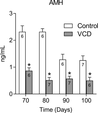 Effect of follicular depletion induced by VCD on plasma AMH.