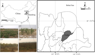 The study location and plant communities of the northeast estuarine area in the YRD, China.