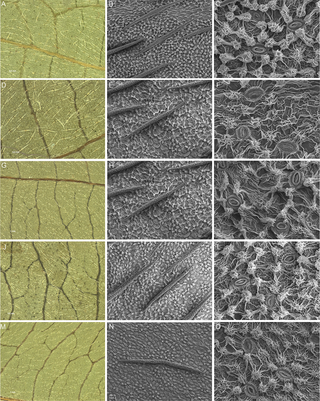 LM figures and SEM micrographs of the abaxial leaf surface of putative hybrid specimens of <i>Cornus alternifolia</i> and <i>C</i>. <i>controversa</i>.