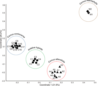 Scatter plot of PCoA of studied <i>Cornus alternifolia</i>, <i>C</i>. <i>controversa</i>, and <i>C</i>. <i>macrophylla</i> (outgroup) accessions, based on Dice distances calculated from RAPD and AFLP combined binary matrices.