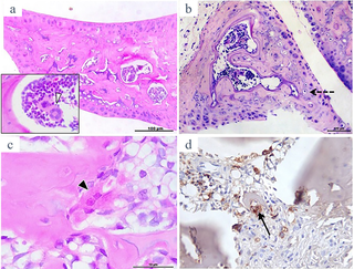Representative illustration of H&E stained rat and mouse menisci showing calcified matrix with bone marrow spaces inside (a and b, respectively; original x 100).