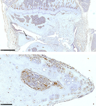 Representative illustration of CD68<sup>+</sup> stained cells in the meniscus of a naïve mouse.