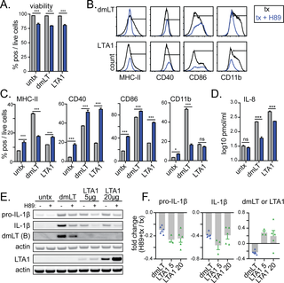 LTA1 and dmLT activation of APCs is partially prevented by PKA-inhibitor H89.