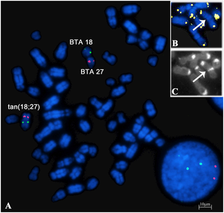 FISH on R-banded metaphase spreads with BAC probes and telomere FISH and CBA staining.