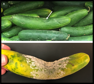 Cucumber fruit recovered August 3, 2017 from major supermarket chain in Knoxville, Tennessee (origin unknown).