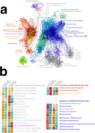 Zebrafish brain gene co-expression network.