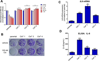 Cell line models of acquired cetuximab resistance exhibit increased IL-6 secretion.