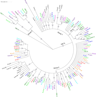 Phylogenetic analysis of the amino acid sequence of <i>Rdr1</i> homologs from different rose species and <i>Fragaria</i>.