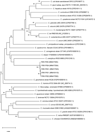 Phylogenetic tree based on <i>hsp60</i> gene sequences of <i>Campylobacter</i> species, reconstructed by the neighbour-joining method.
