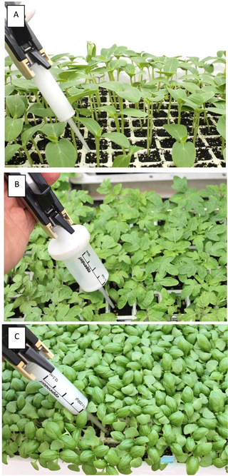 Application of fungicides to the root system of young cucumber, tomato and basil plants growing in multi-cell trays.