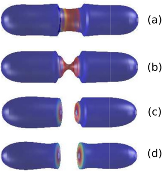 Dynamics of the membrane a rod-like vesicle with no area conservation showing the whole process from the onset of constriction (plots (a) and (b)) to eventual pinching and division (plots (c) and (d)) leading to septum formation.