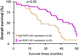 Kaplan-Meier overall survival curves by <i>ROR1-AS1</i> expression.