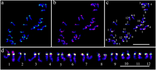 Physical mapping of <i>CmSat189</i> on melon mitotic chromosomes of ‘Ivory F<sub>1</sub> hybrids’.