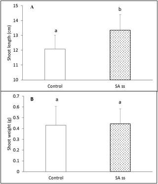 Shoot length (A) and weight (B) of 5-week-old control and seed-soaked (SS) <i>Brachypodium</i> plants grown at 20/18°C.