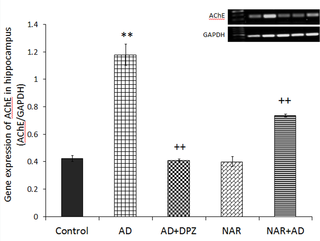 Pretreatment of naringenin prevented increased hippocampal AChE gene expression in AD-like animal model.